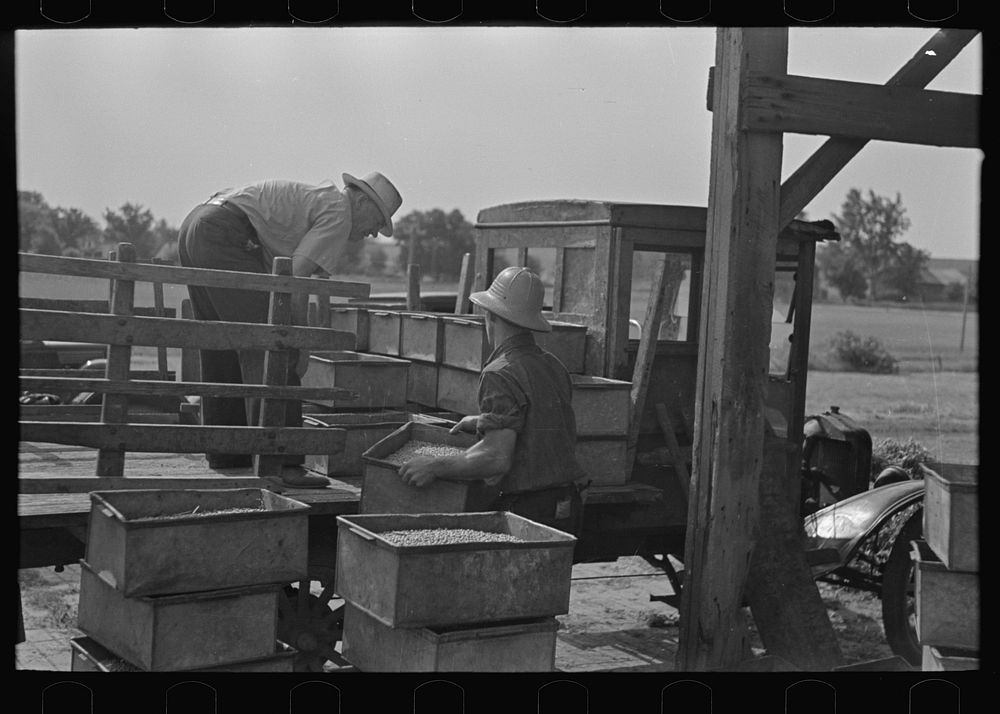 [Untitled photo, possibly related to: Man recording quantities of pea vines delivered to vinery, near Sun Prairie…