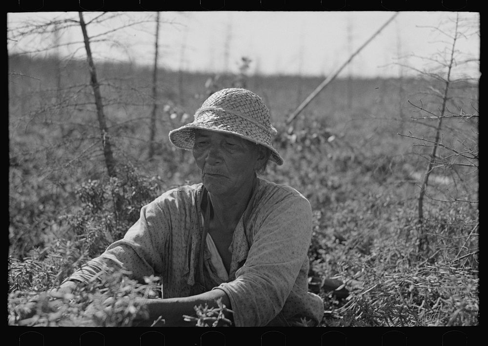 Indian blueberry picker, Little Fork, Minnesota by Russell Lee