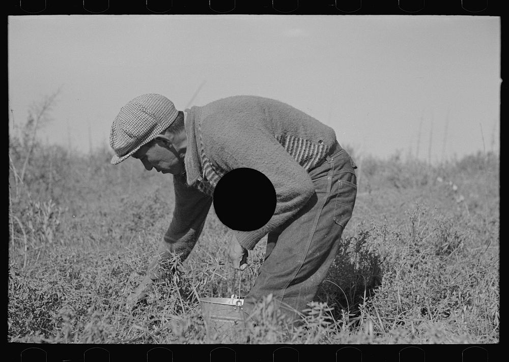 [Untitled photo, possibly related to: Blueberry picker, near Little Fork, Minnesota] by Russell Lee