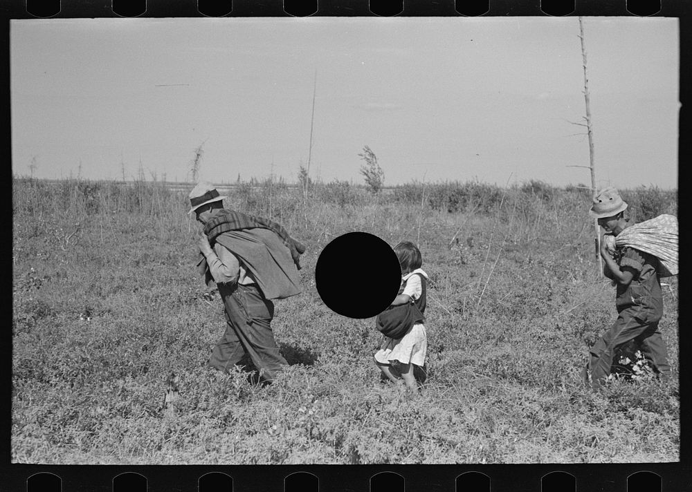 [Untitled photo, possibly related to: Blueberry fields near Little Fork, Minnesota] by Russell Lee