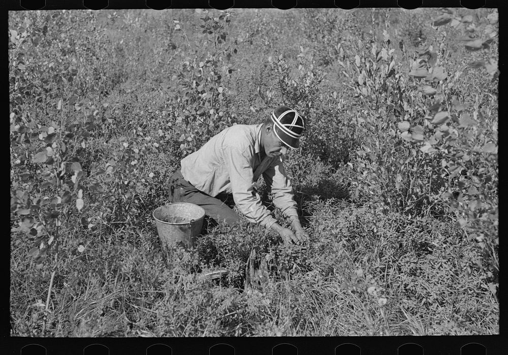 Indian picking blueberries, near Little Fork, Minnesota by Russell Lee