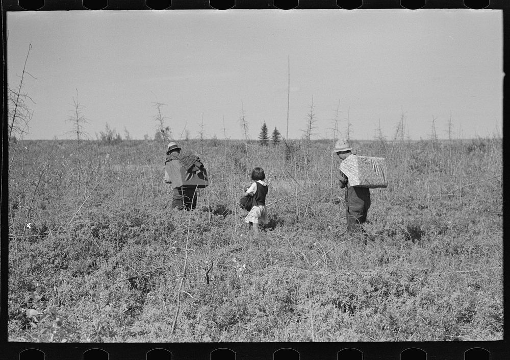 [Untitled photo, possibly related to: Young blueberry pickers near Little Fork, Minnesota] by Russell Lee