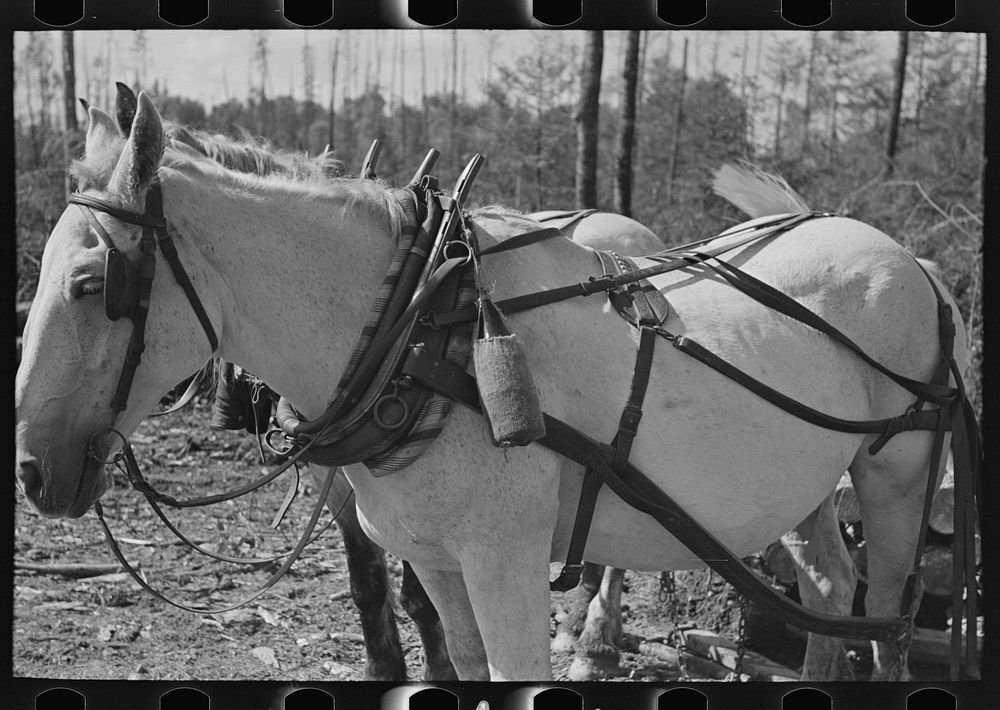 Bottle of drinking water on horse's collar, at lumberjacks' camp, near Effie, Minnesota by Russell Lee