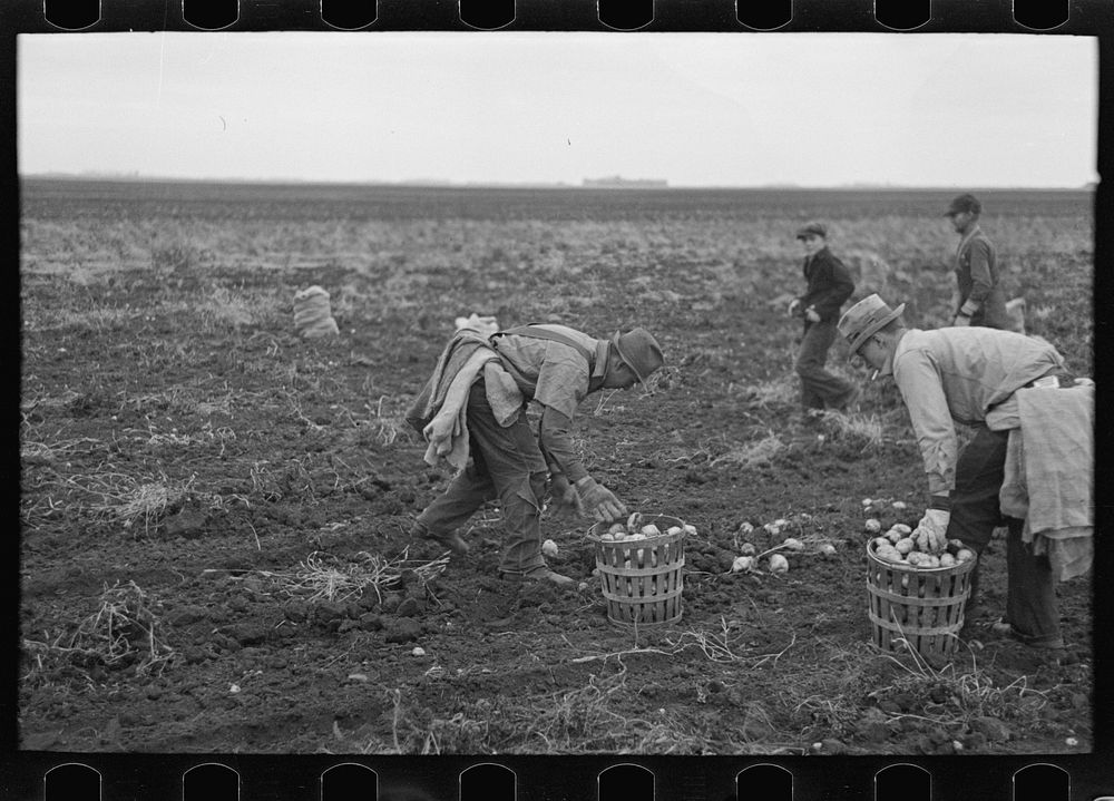 [Untitled photo, possibly related to: Emptying potatoes from baskets into bags. Each bag takes two baskets and weighs about…