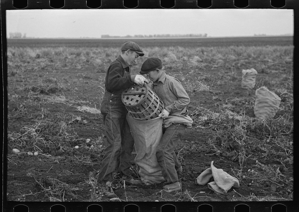 Children working in the potato fields near East Grand Forks, Minnesota by Russell Lee