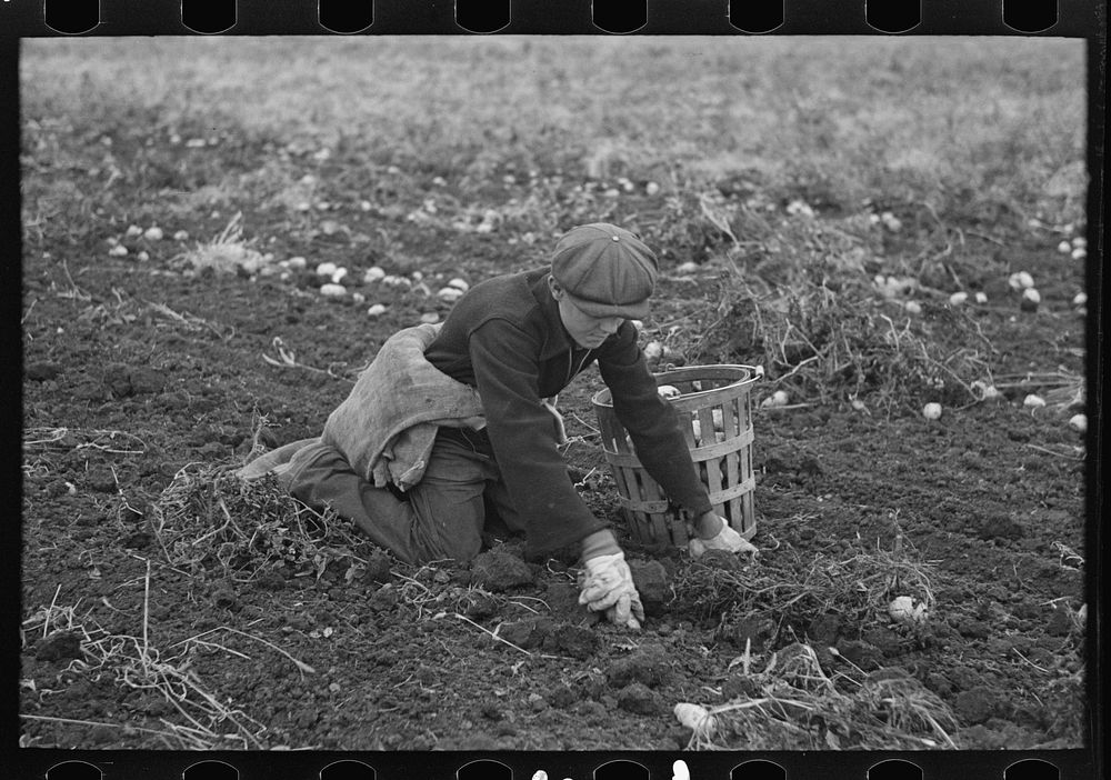 Young boy gathering potatoes near East Grand Forks, Minnesota by Russell Lee