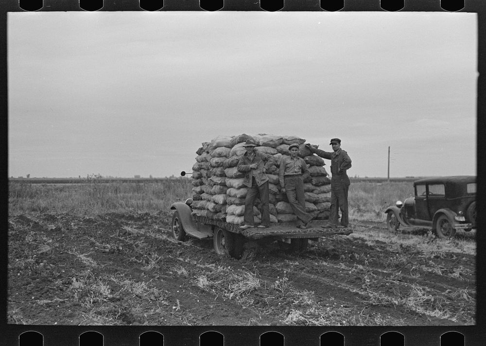 A load of potatoes going to market near East Grand Forks, Minnesota by Russell Lee