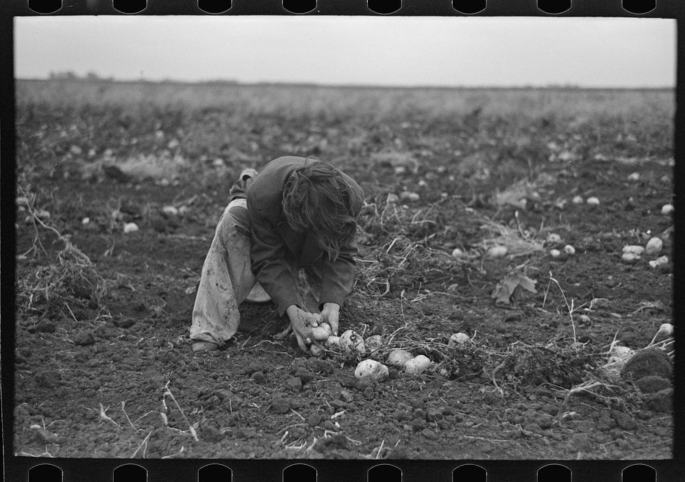 Young girl gathering potatoes near East Grand Forks, Minnesota by Russell Lee