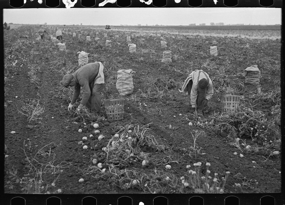Potato workers with sacked potatoes, near East Grand Forks, Minnesota by Russell Lee
