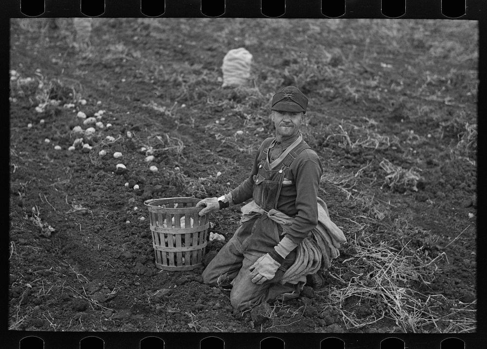 Potato worker, near East Grand Forks, Minnesota by Russell Lee