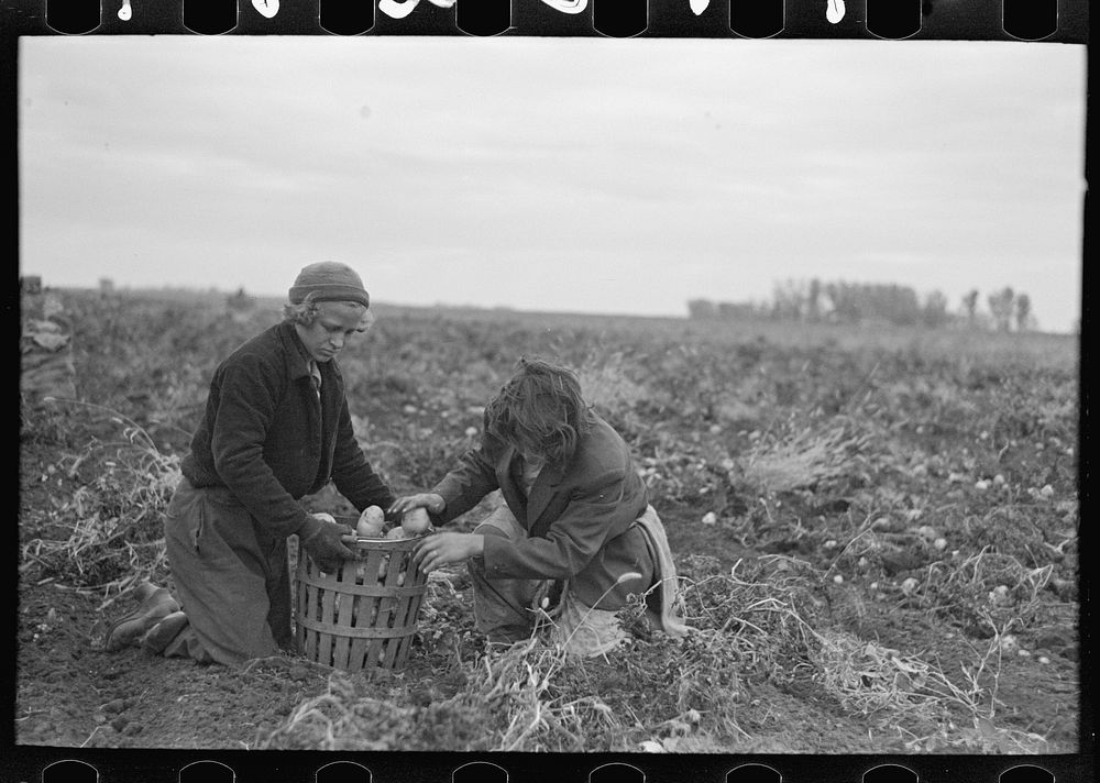 Young potato workers near East Grand Forks, Minnesota by Russell Lee