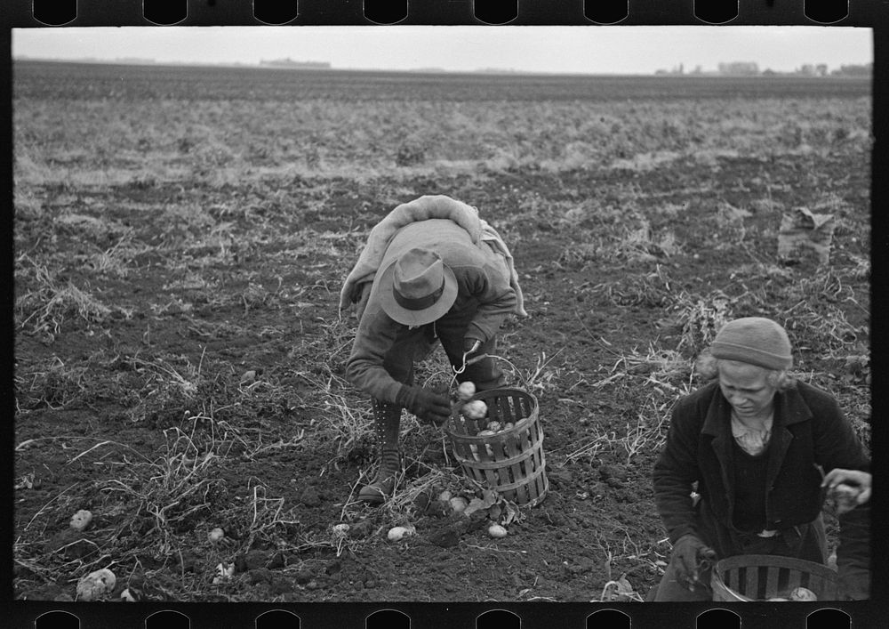 [Untitled photo, possibly related to: Potato workers earn three cents per bushel gathering and sacking potatoes, near East…