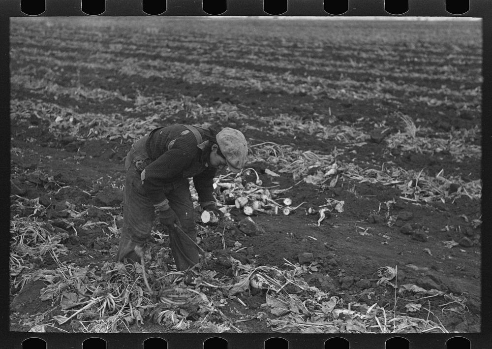 [Untitled photo, possibly related to: Potato worker near East Grand Forks, Minnesota] by Russell Lee