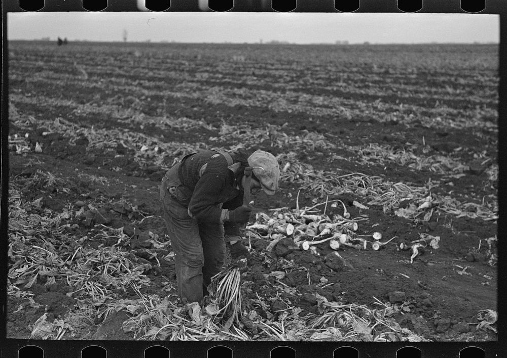 [Untitled photo, possibly related to: Potato worker near East Grand Forks, Minnesota] by Russell Lee