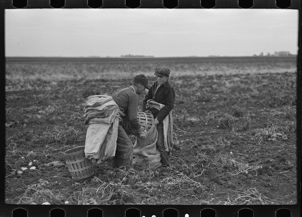 Filling bags with potatoes near East Grand Forks, Minnesota by Russell Lee