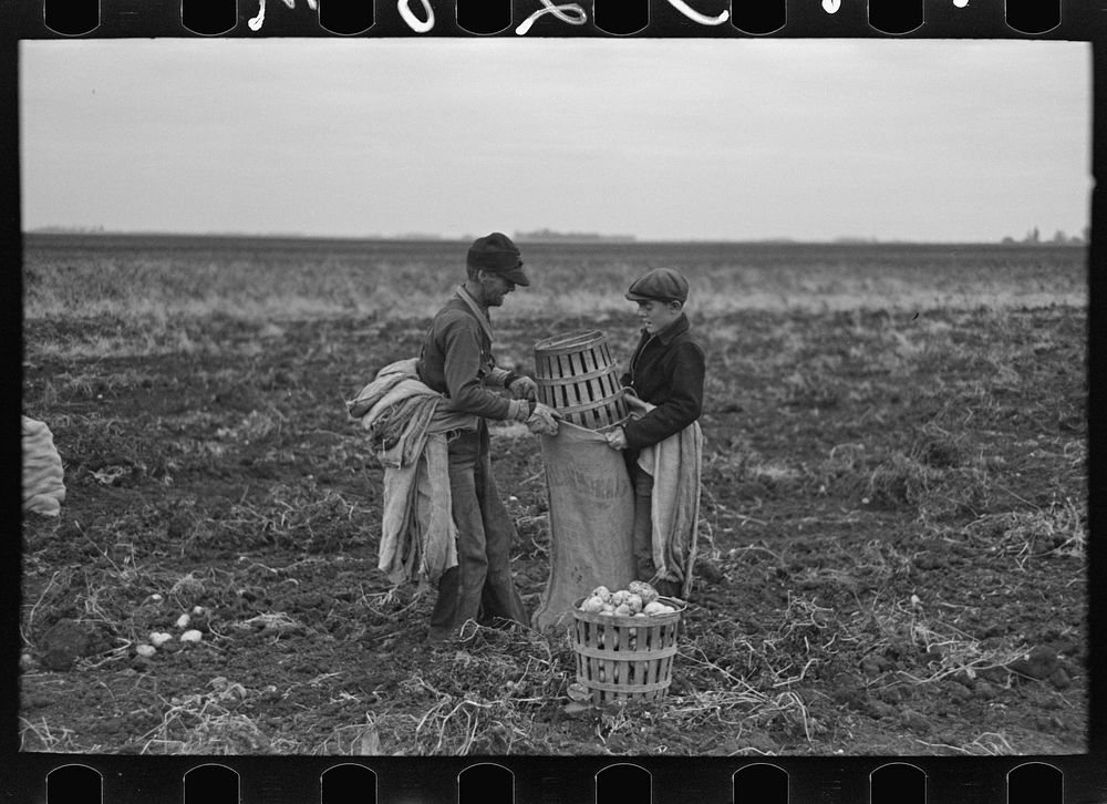 [Untitled photo, possibly related to: Filling bags with potatoes near East Grand Forks, Minnesota] by Russell Lee