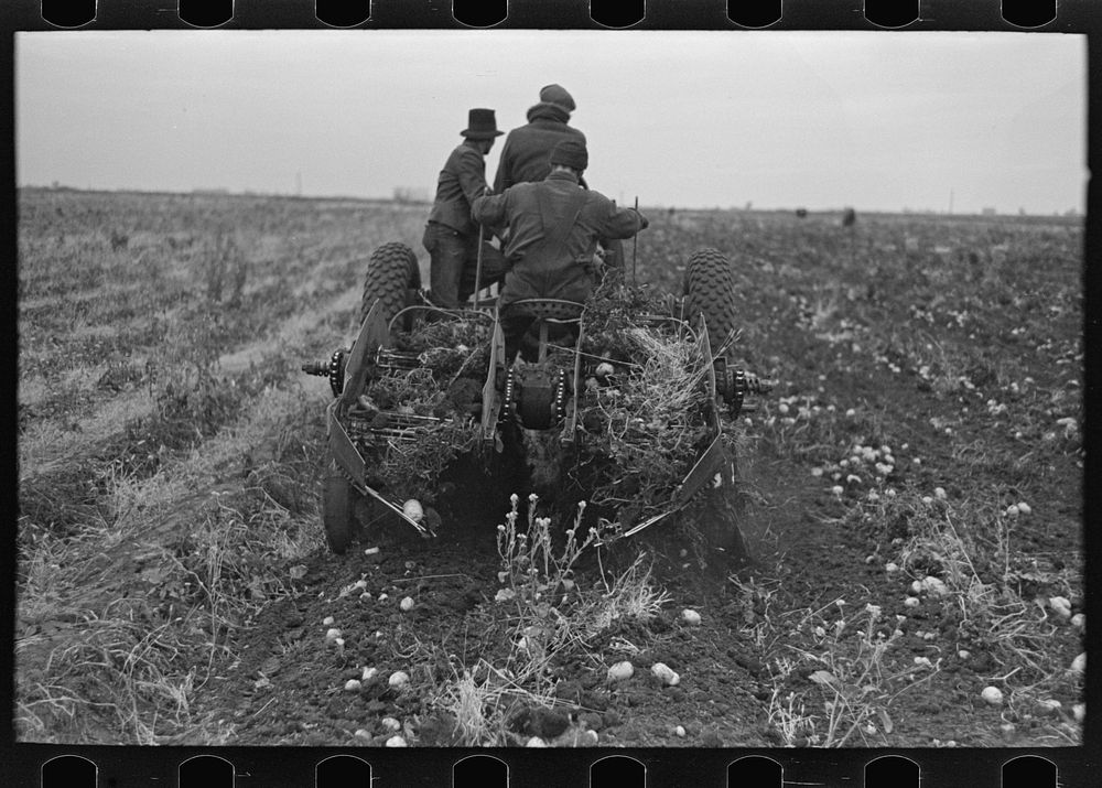 Potato digger in section near East Grand Forks, Minnesota by Russell Lee