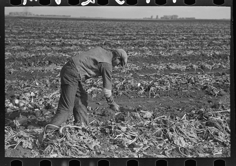 Worker spearing sugar beet preparatory to topping near East Grand Forks, Minnesota by Russell Lee