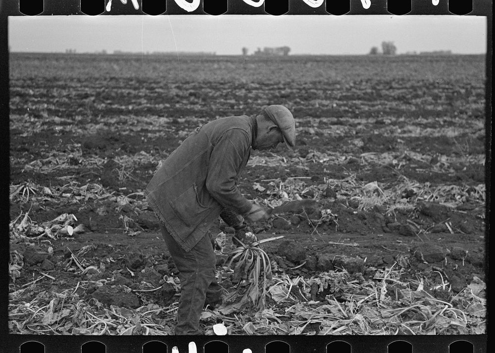 [Untitled photo, possibly related to: Topping sugar beets near East Grand Forks, Minnesota] by Russell Lee