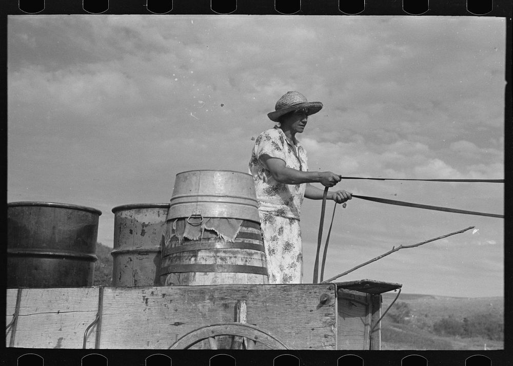 Mrs. Olie Thompson about to drive home from the spring with barrels full of water. Williams County, North Dakota by Russell…