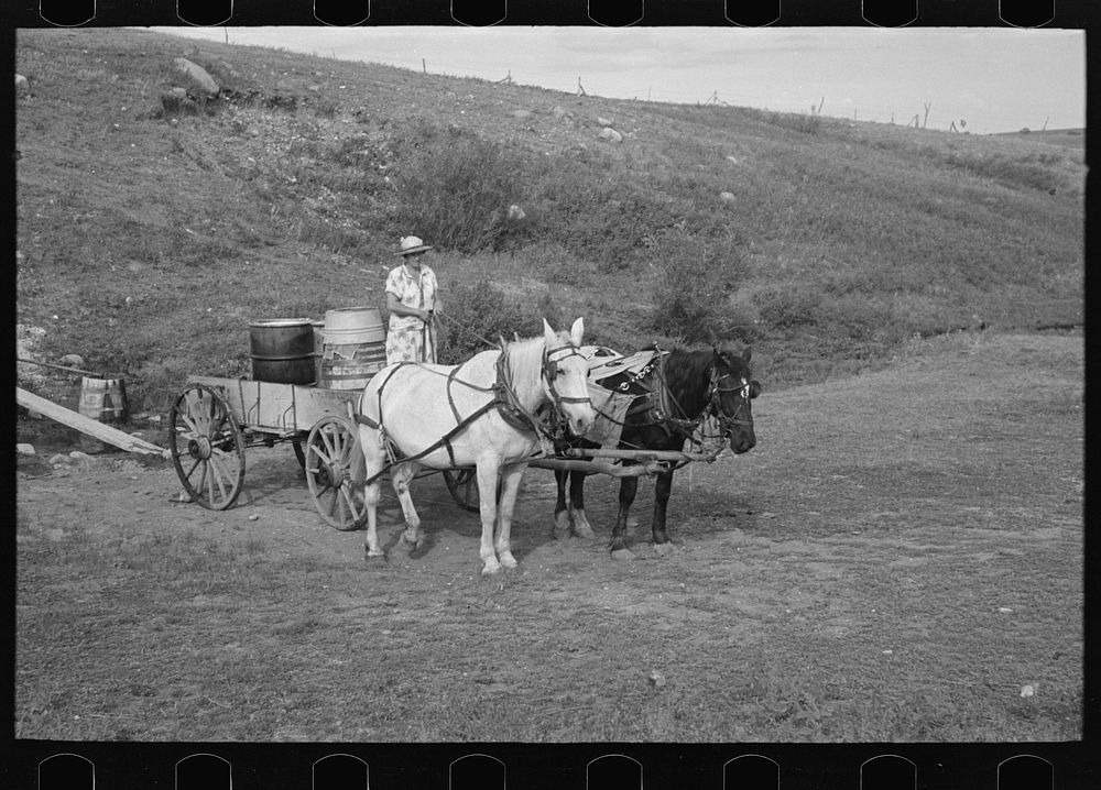 Mrs. Olie Thompson ready to drive home from the spring with barrels full of water. Williams County, North Dakota by Russell…