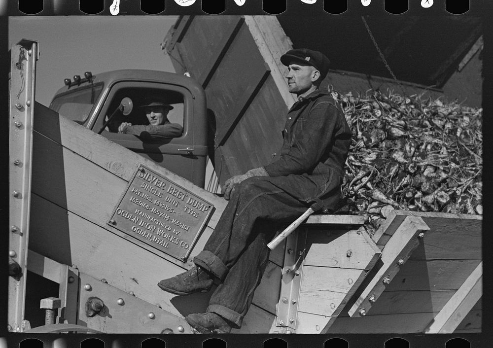 [Untitled photo, possibly related to: Worker at beet unloading machine, East Grand Forks, Minnesota] by Russell Lee