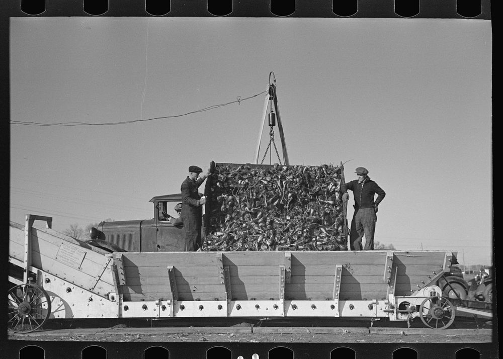 Unloading sugar beets from truck, East Grand Forks, Minnesota by Russell Lee