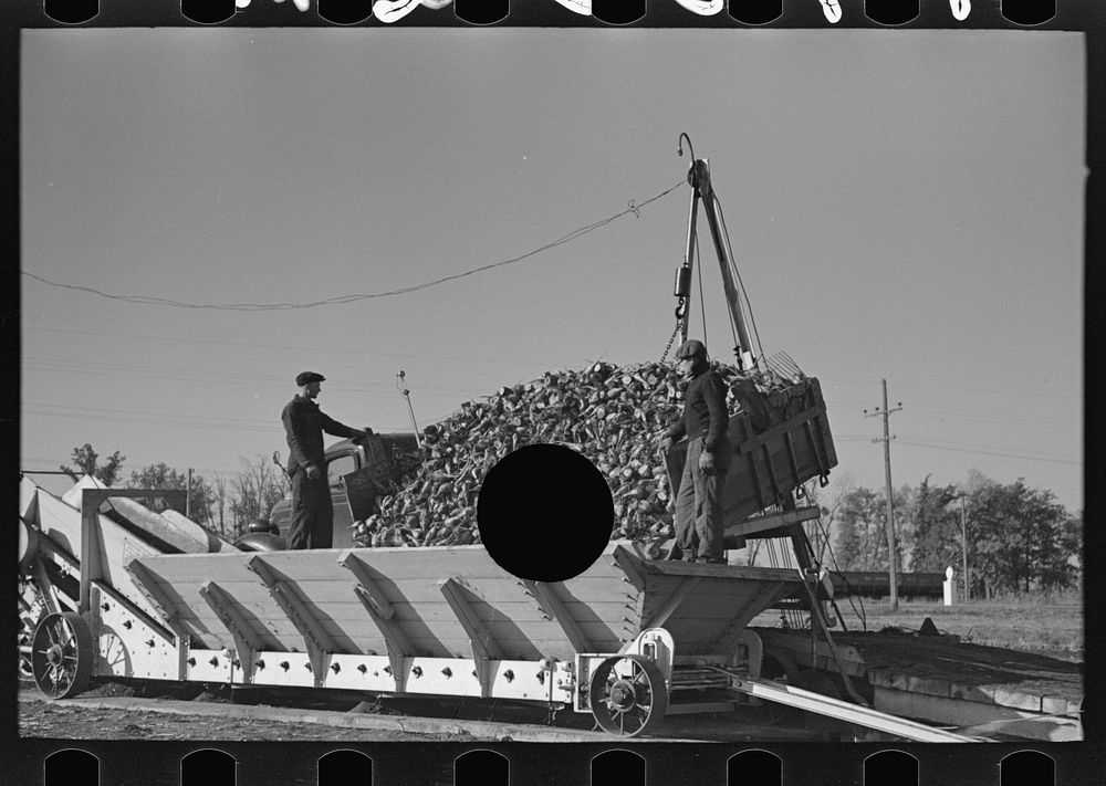 [Untitled photo, possibly related to: Unloading sugar beets from truck, East Grand Forks, Minnesota] by Russell Lee