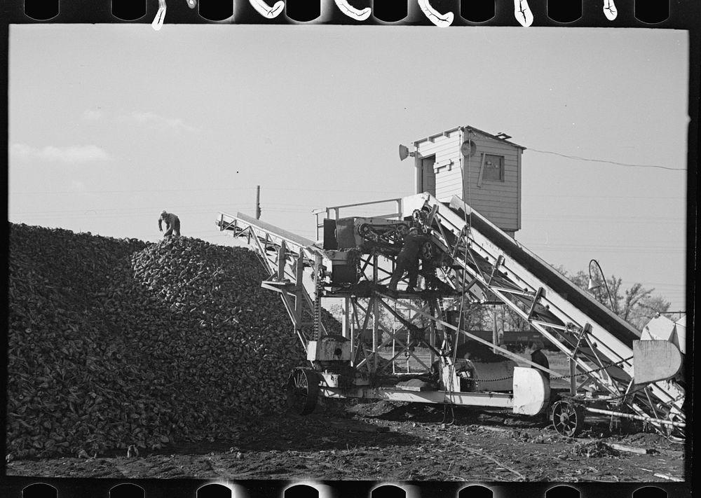 Beet unloading and piling machine, East Grand Forks, Minnesota by Russell Lee