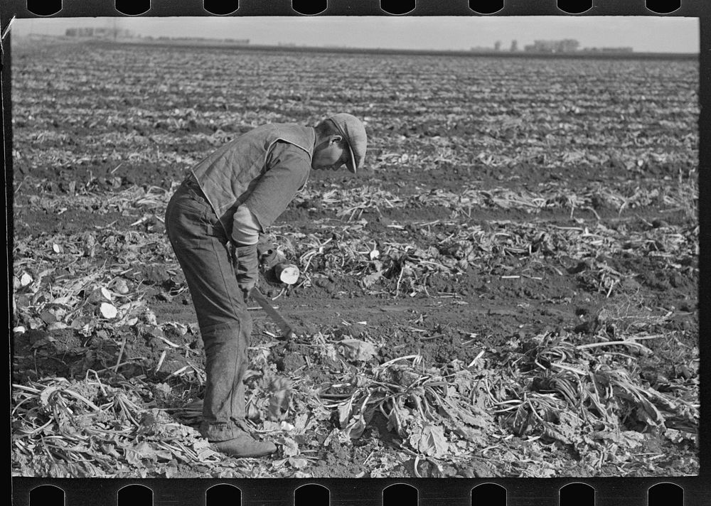 [Untitled photo, possibly related to: Topping sugar beets near East Grand Forks, Minnesota] by Russell Lee