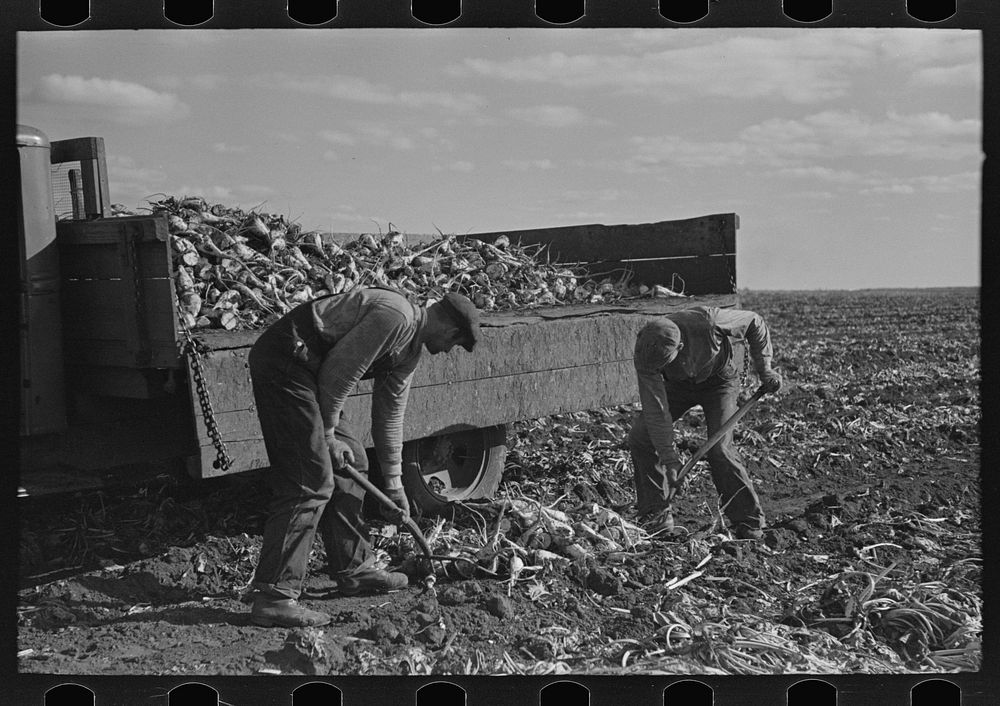 Loading topped beets onto truck near East Grand Forks, Minnesota by Russell Lee