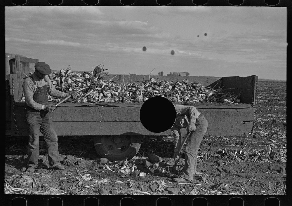 [Untitled photo, possibly related to: Loading topped beets onto truck near East Grand Forks, Minnesota] by Russell Lee