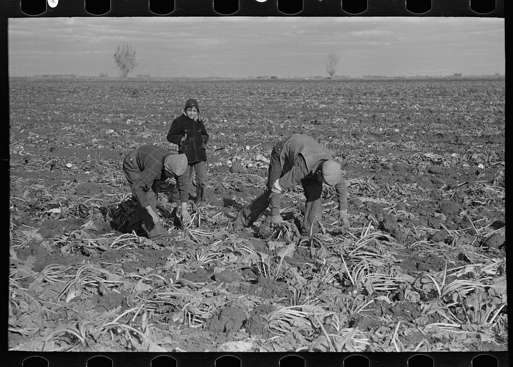[Untitled photo, possibly related to: Picking up and piling sugar beets before topping them near East Grand Forks…