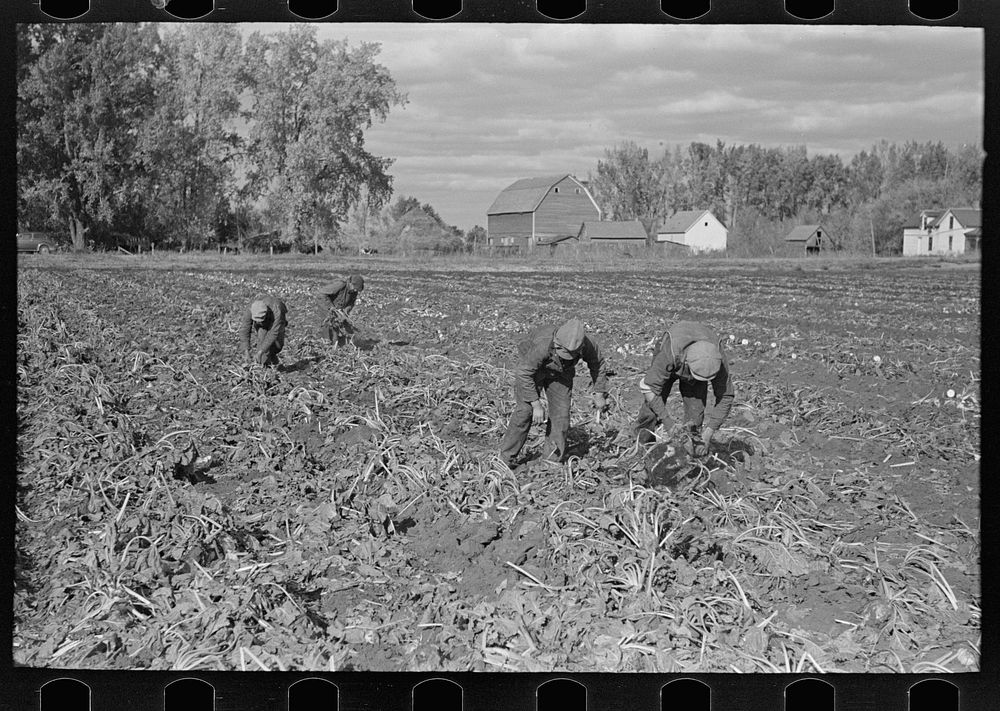 Picking up and piling beets before topping near East Grand Forks, Minnesota by Russell Lee