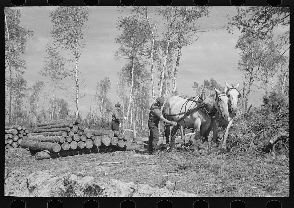 Piling pulpwood at camp near Effie, Minnesota by Russell Lee