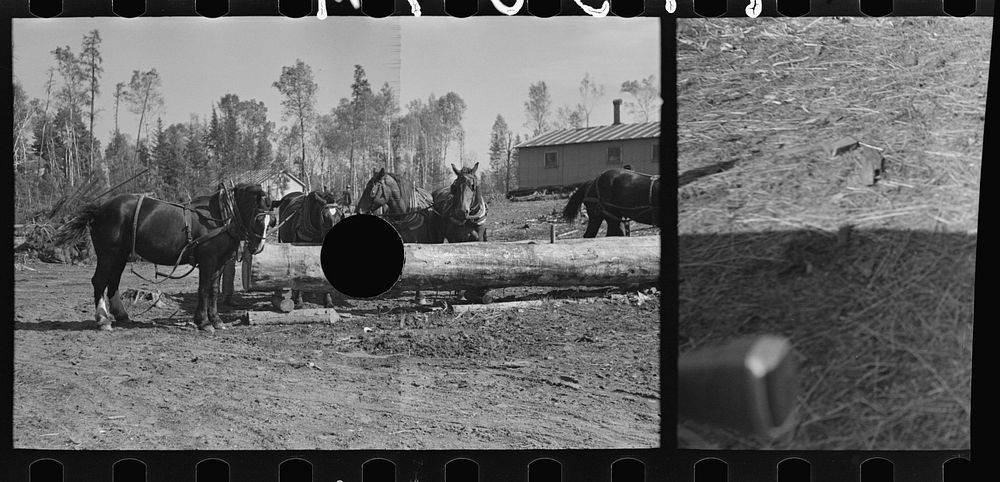 [Untitled photo, possibly related to: Loading pulpwood at camp near Effie, Minnesota] by Russell Lee