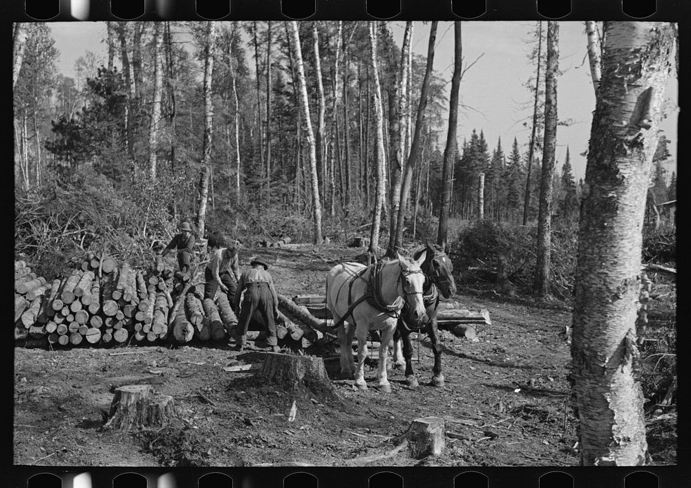 Loading pulpwood at camp near Effie, Minnesota by Russell Lee
