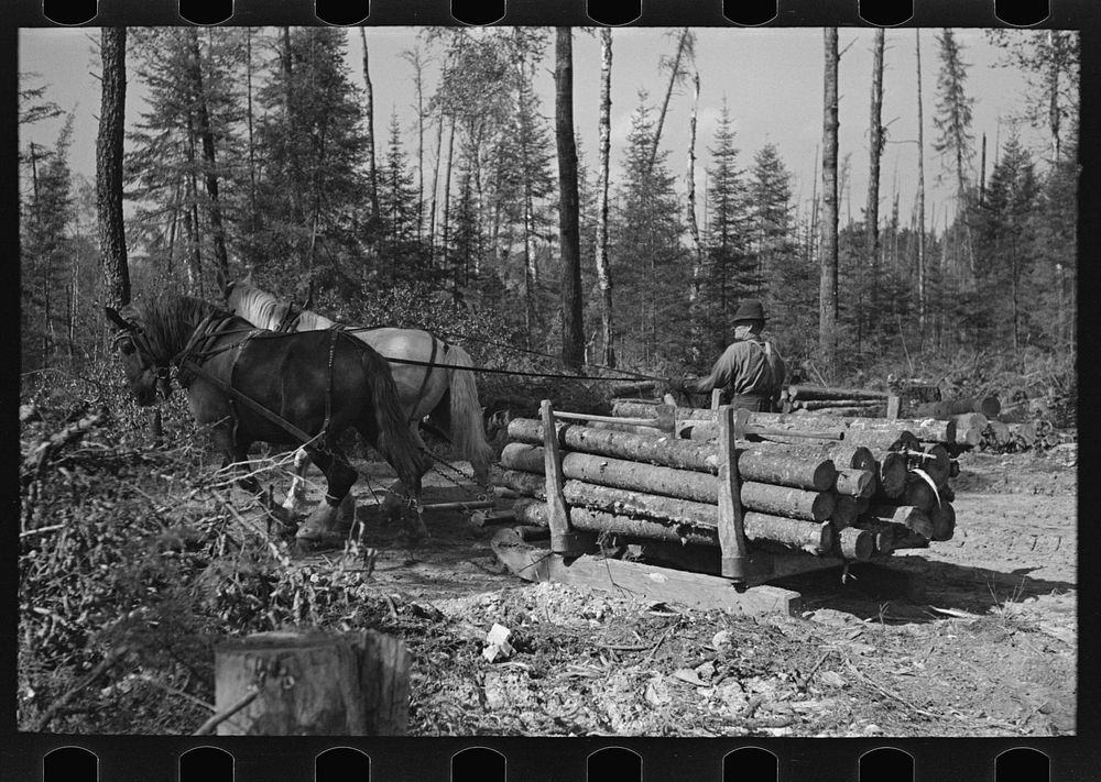 Transporting timber at camp near Effie, Minnesota by Russell Lee