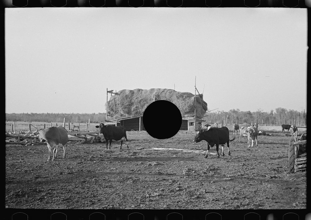 [Untitled photo, possibly related to: Herd of cattle with straw barn in the background on farm near Little Fork, Minnesota]…