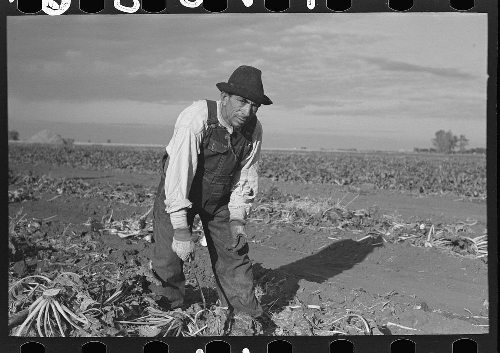 Mexican sugar beet worker, near Fisher, Minnesota by Russell Lee