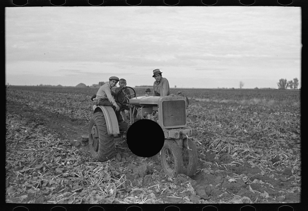 [Untitled photo, possibly related to: Topping sugar beets, near Fisher, Minnesota] by Russell Lee