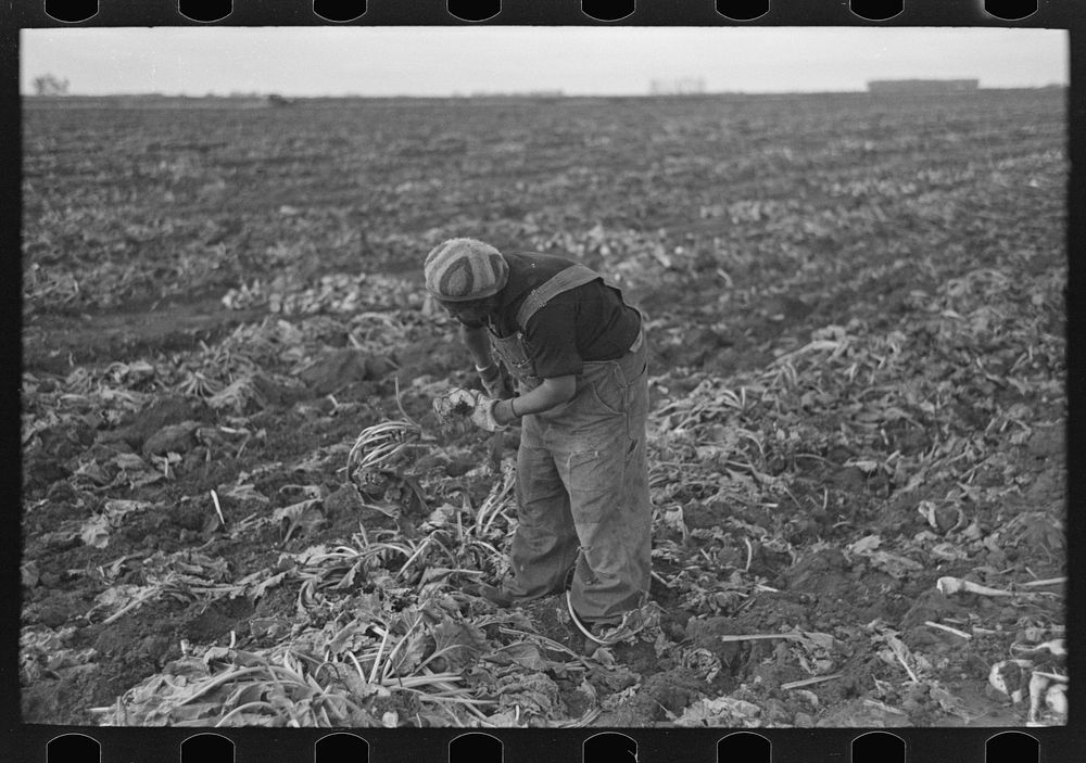 [Untitled photo, possibly related to: Topping sugar beets, near Fisher, Minnesota] by Russell Lee