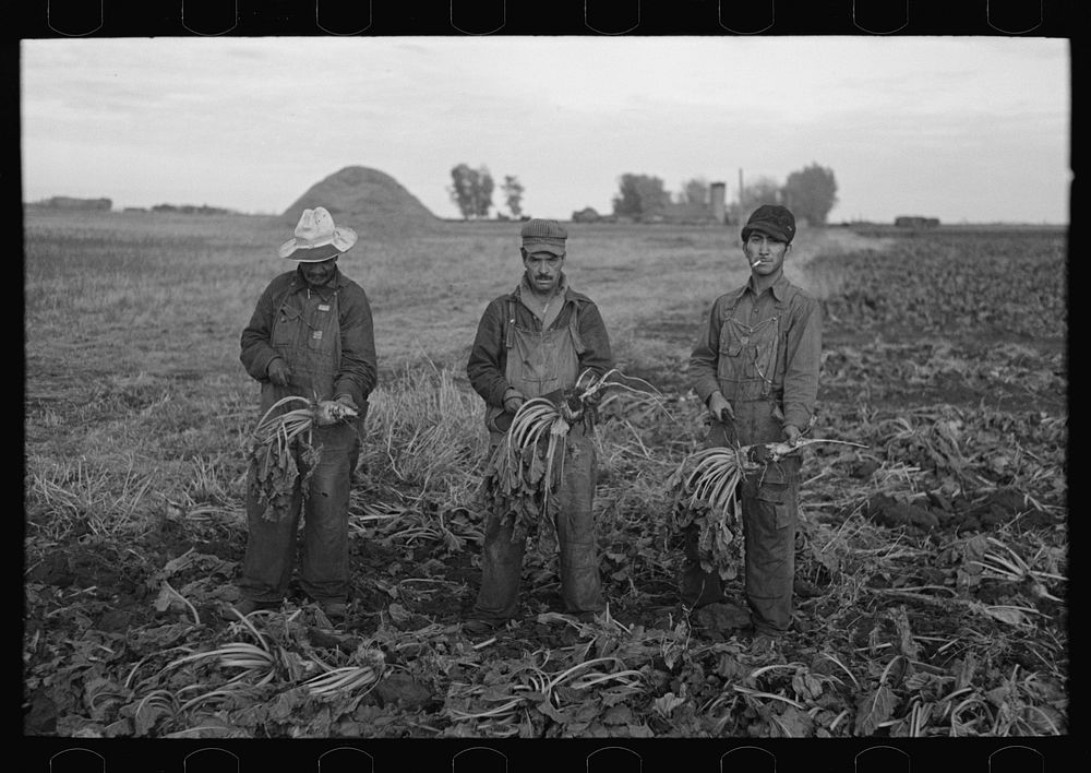 [Untitled photo, possibly related to: Mexican beet workers, near Fisher, Minnesota] by Russell Lee