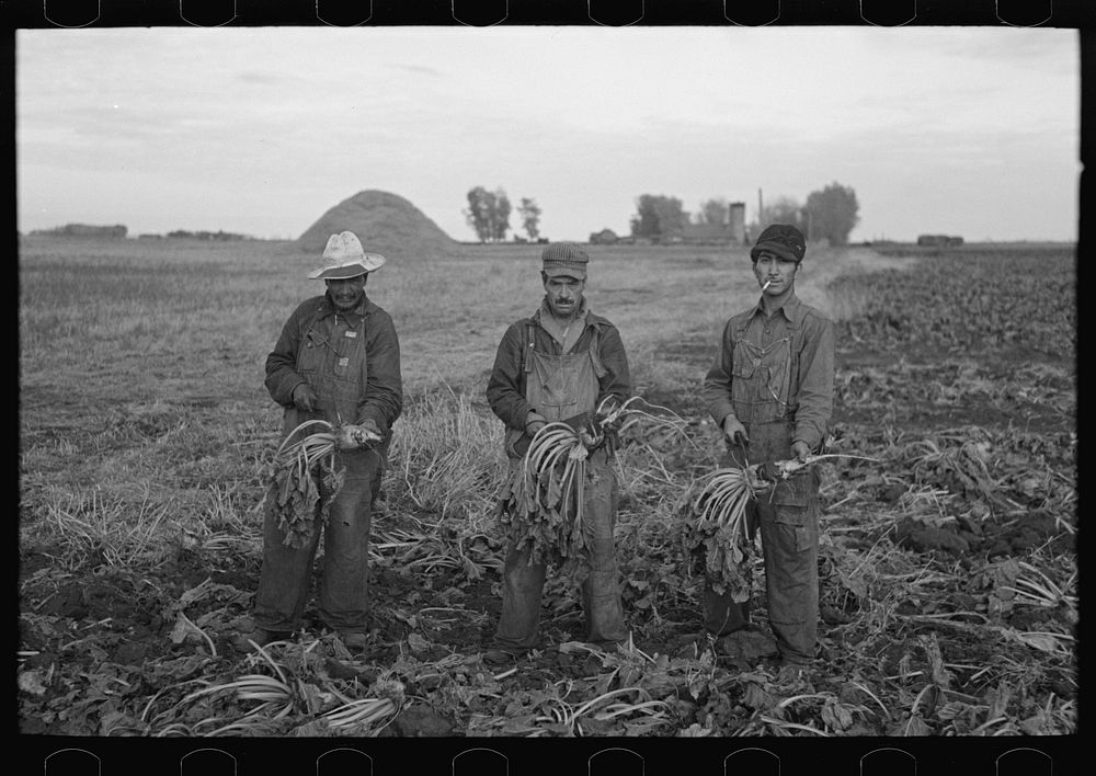 Mexican beet workers, near Fisher, Minnesota by Russell Lee