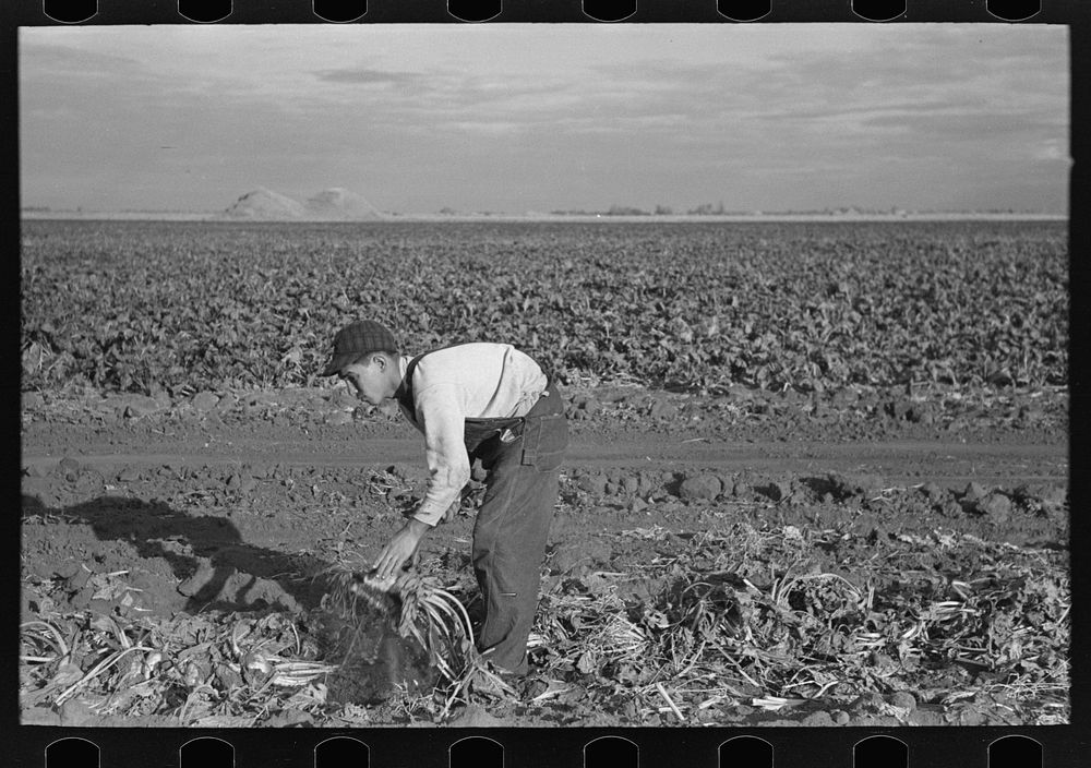 [Untitled photo, possibly related to: Young boy beet worker, near Fisher, Minnesota] by Russell Lee