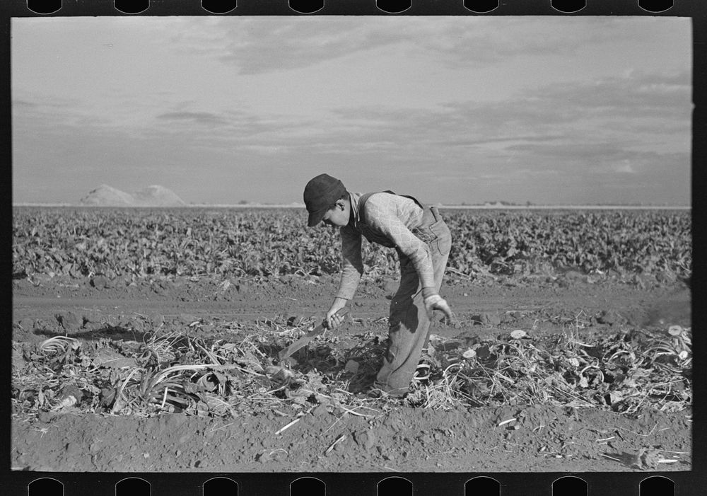 Young boy beet worker, near Fisher, Minnesota by Russell Lee