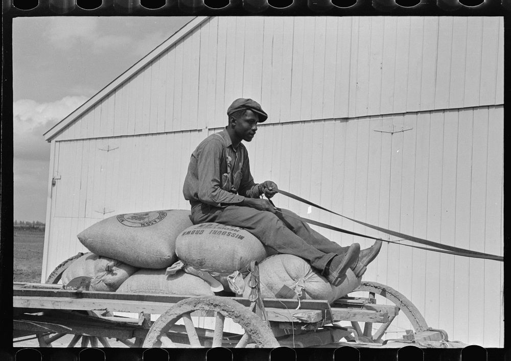 Southeast Missouri Farms. FSA (Farm Security Administration) client sitting on load of cotton seed by Russell Lee