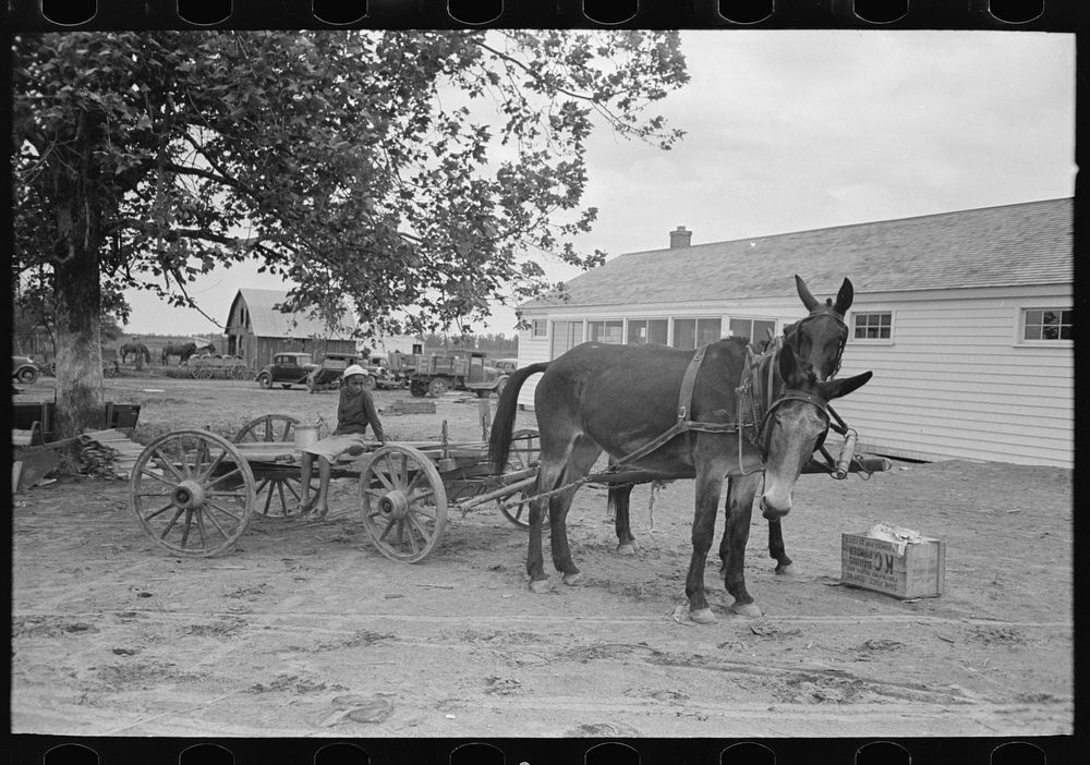 Southeast Missouri Farms. Mules and wagon in front of cooperative store by Russell Lee