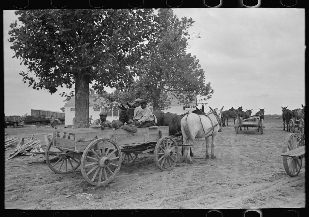 New Madrid County, Missouri. FSA (Farm Security Administration) client with mules and wagon in front of cooperative store by…