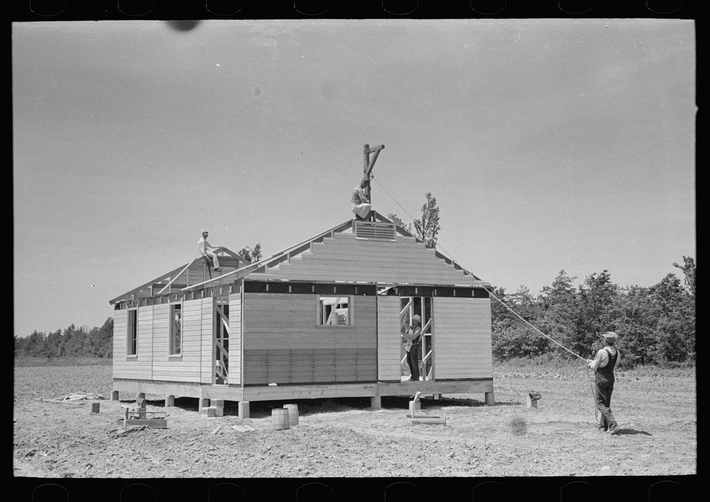 [Untitled photo, possibly related to: Southeast Missouri Farms Project. Fieldhouse erection. Removing gin pole after gable…